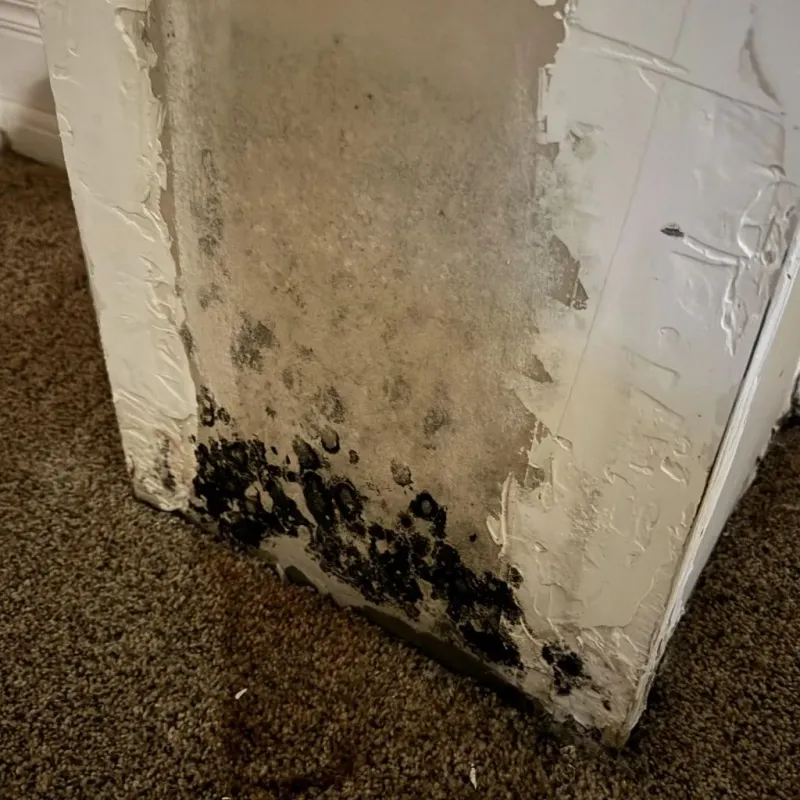 Professional Mold Removal in Henrietta, TX